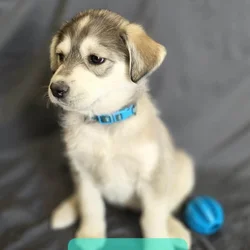 Goberian Puppys