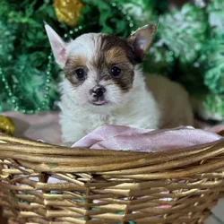 Yorkies puppy's ready