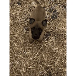 Belgian Shepherd puppies 🐶
