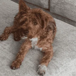 Yorkie looking for a great home