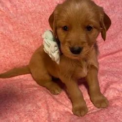 Golden retriever puppies