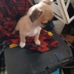 CHIHUAH/ MIX less than 3 lb 02-2026 9week