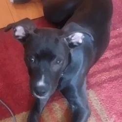 Loyal, Smart Dog Looking for Patient, Calm Home.