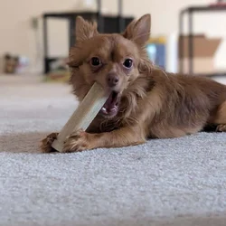 Rehoming a 2 year old Long Hair Chihuahua
