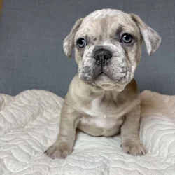 French bulldog