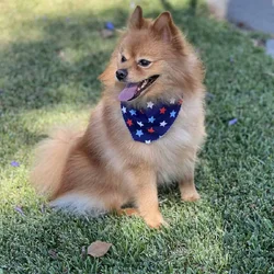 Rehoming Pomeranian