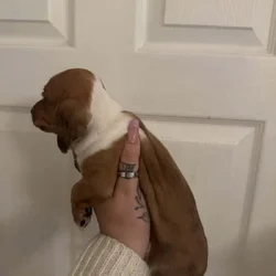 Dachshund Puppies