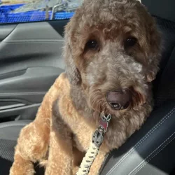Standard Poodle Rehome