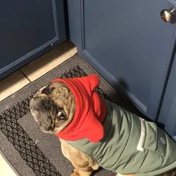 French Bulldog