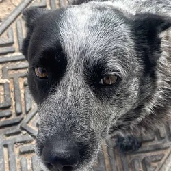 Male dog, 3yrs