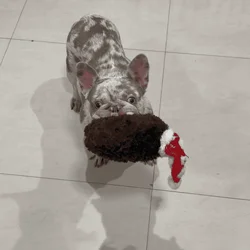 Male frenchie for sale