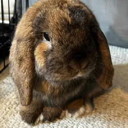 Bunny