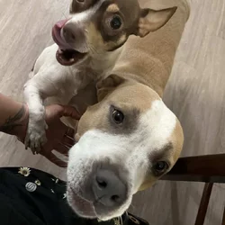 Looking for a Loving Home for These Two Dogs