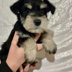 Miniature Schnauzer