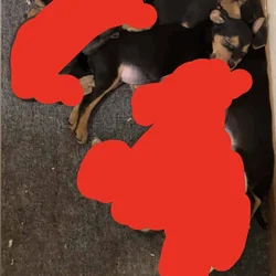 Puppies for Sale!