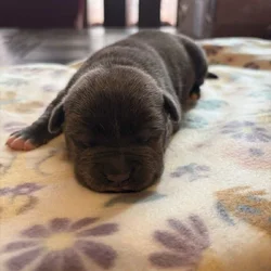 BULLY PUPPIES BULLY PUPPIES