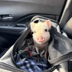 Register Mini Pigs