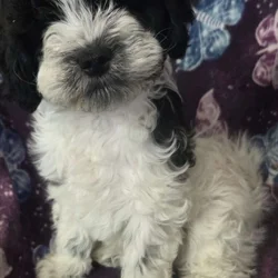 Parti yorkiepoo