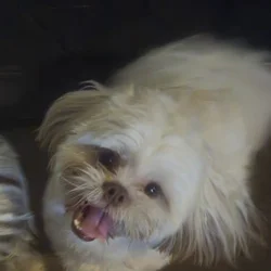 Purebred ckc males need a loving furever home!