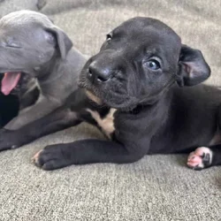 Great Dane Puppies