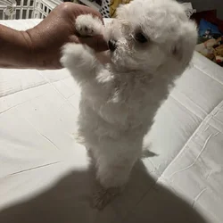 3..9 week old Maltese pups for sale