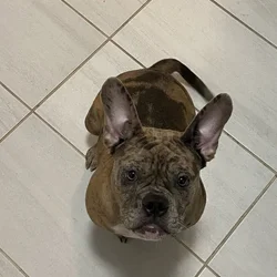 Dog for sale