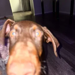 Doberman Puppies 11 weeks