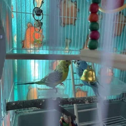 Parakeets need new home