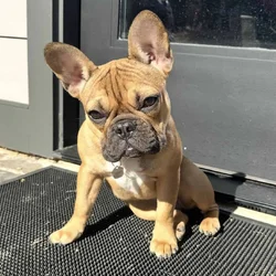 European Champion blood line French bulldog