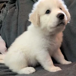 Great Pyrenees Puppies For Sale