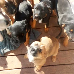 Kelee. Puppies for sale