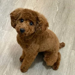 Toy Poodle - Rehome