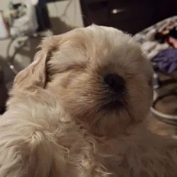 Shih tuz puppies