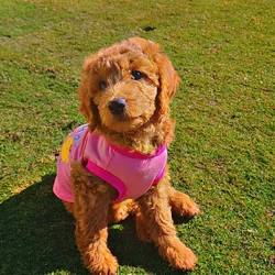 Goldendoodles