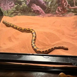 Tank and all setup and Dodoma sand boa