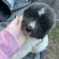 Newfoundland x Great Pyrenees