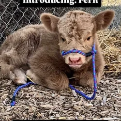 Highland Heifer Calf - Pet or Breed