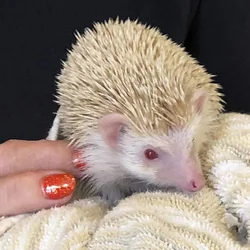 Hedgehogs