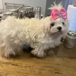 Maltese adult girl