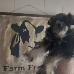 Schnauzer/blue heeler