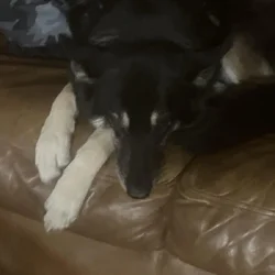 Sweet loving dog needs a loving home