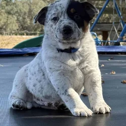 Blue Heeler Puppies for sale