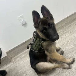 6 month German Shepherd puppy