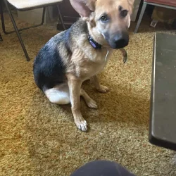 Female German shepherd