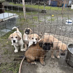 Puppies (large breed)