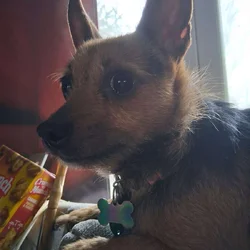 4 yr old female chorkie