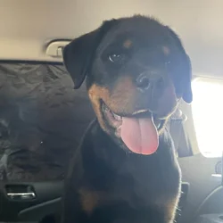 Rottweiler 100% German bloodline with papers.