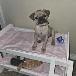 Pug puppy
