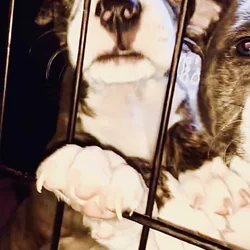 Puppies Ready for home