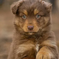 Ckc registered australian shepherd